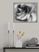 Shades of a Rose Poster och Canvastavla