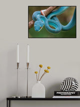 Blue Viper Poster och Canvastavla