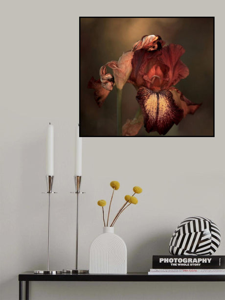 An Iris in Spring Poster och Canvastavla