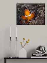 Anemonefish Poster och Canvastavla