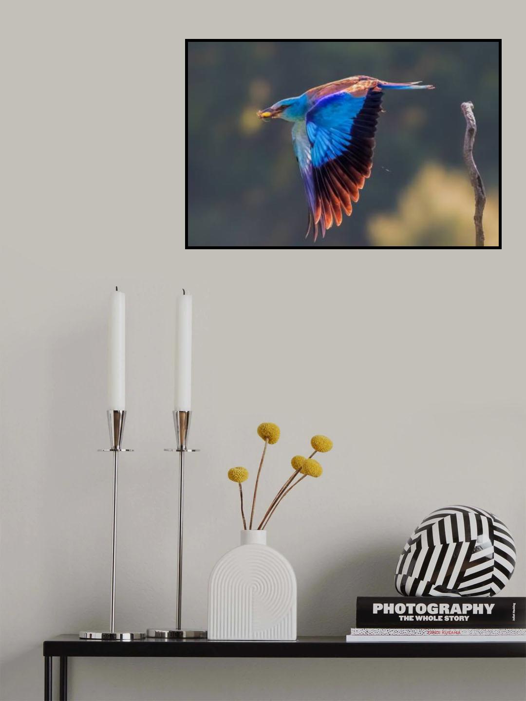 European Roller Poster och Canvastavla