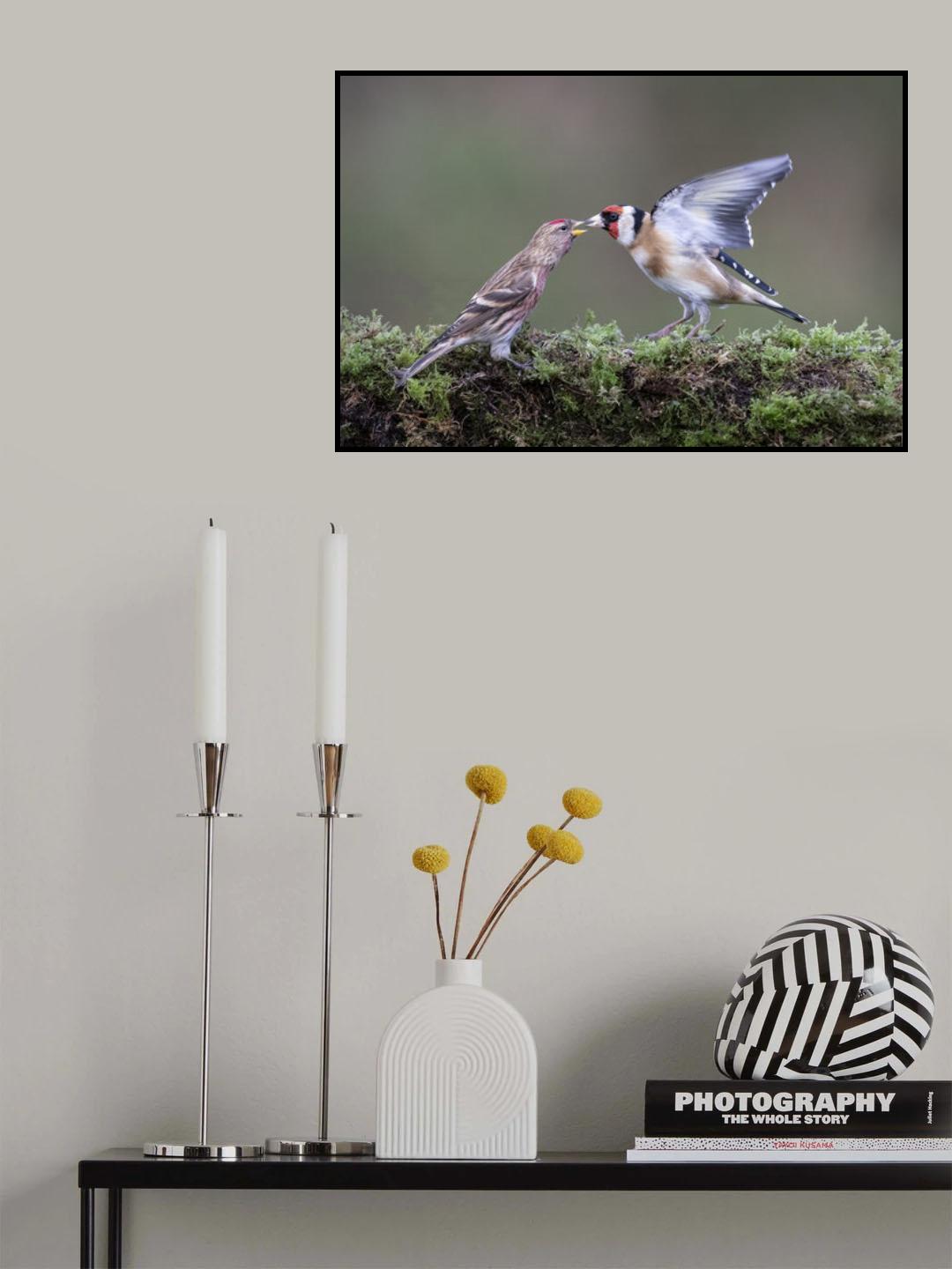 Redpoll with Goldfinch Poster och Canvastavla