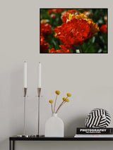 colorful tulips Poster och Canvastavla