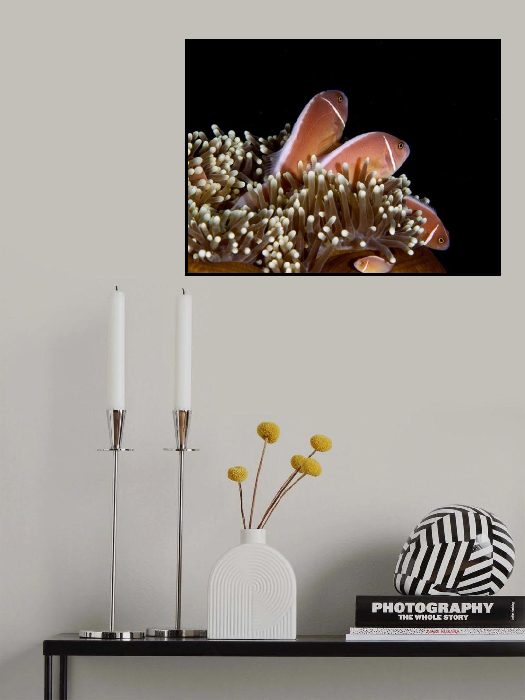 Skunk Anemonefish Poster och Canvastavla