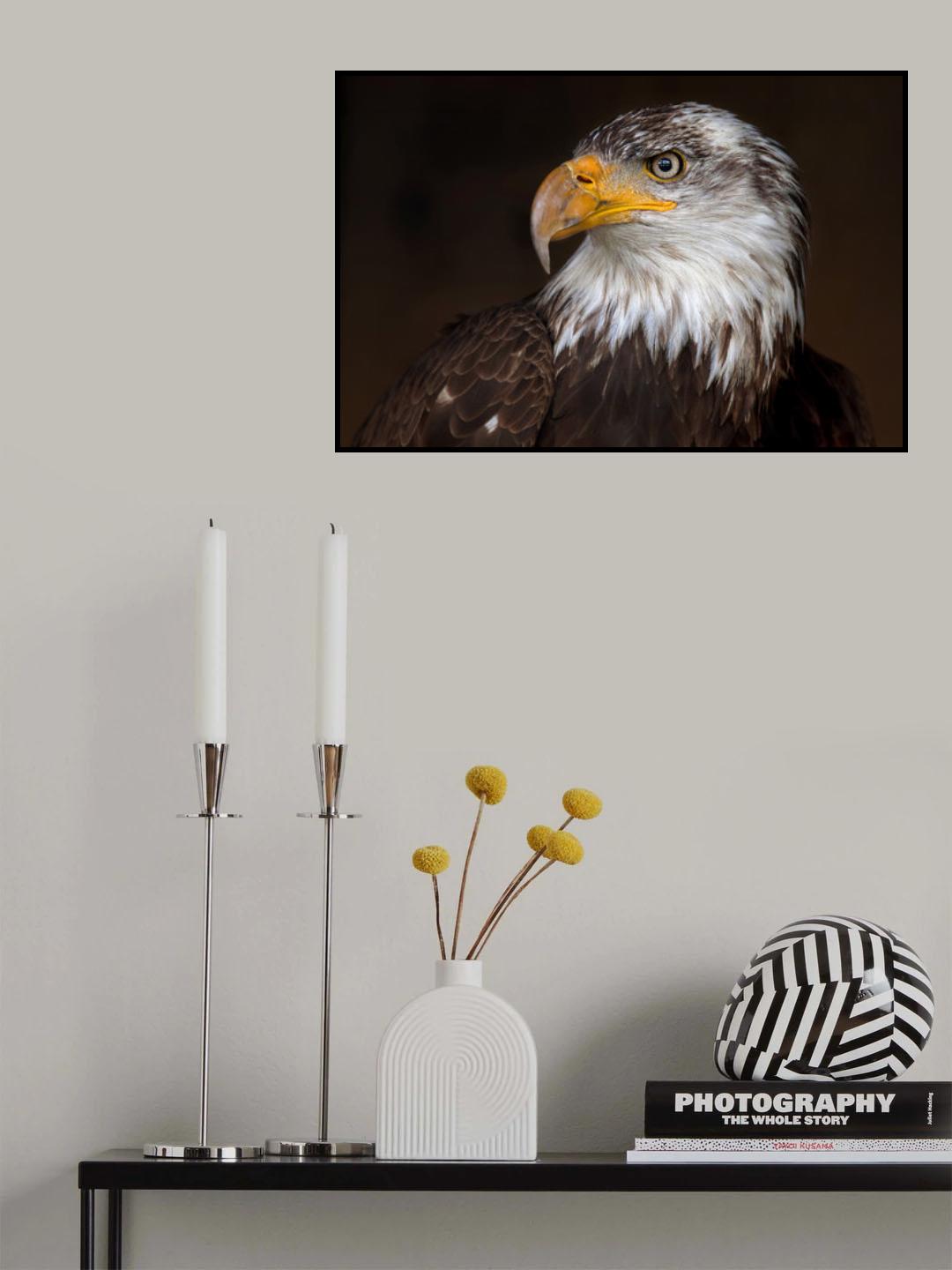 Caged - Bald Eagle Poster och Canvastavla