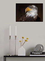 Caged - Bald Eagle Poster och Canvastavla