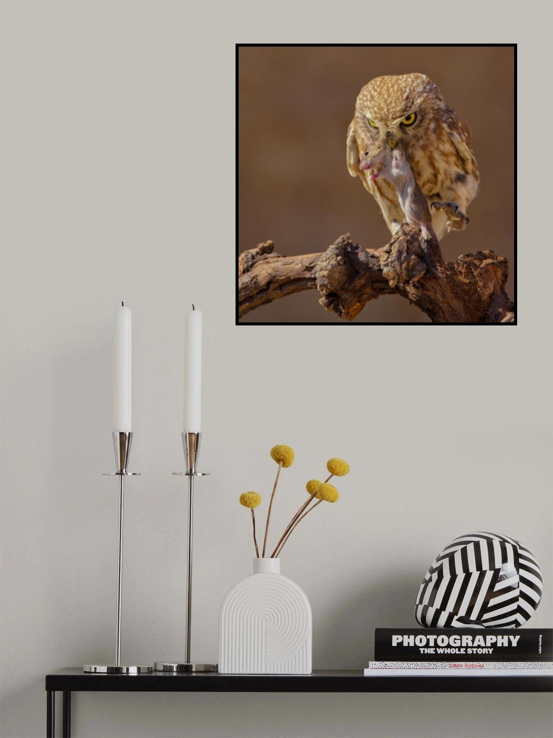Little Owl Poster och Canvastavla