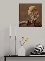 Little Owl Poster och Canvastavla
