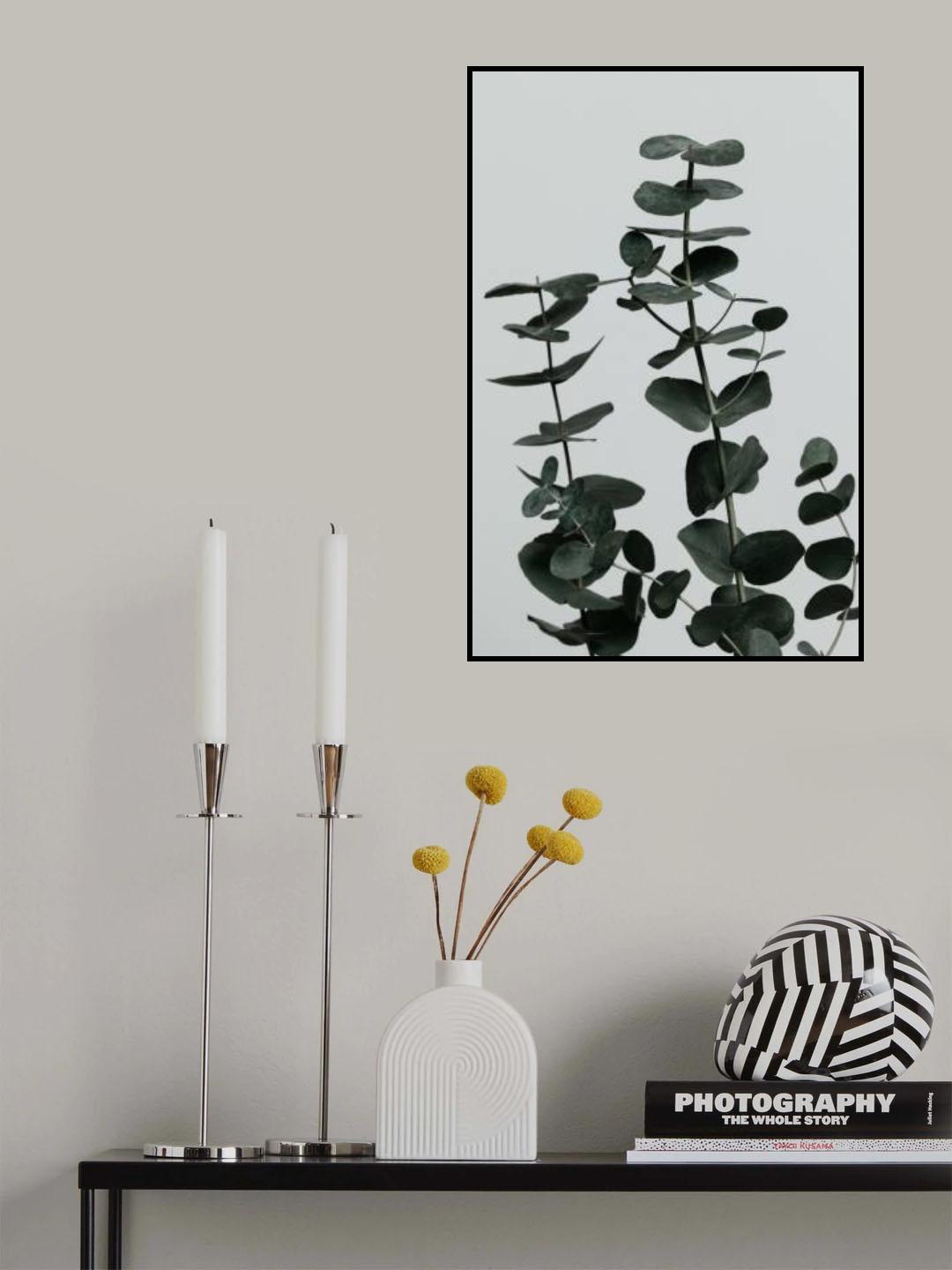 Eucalyptus Natural 11 Poster och Canvastavla