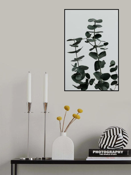 Eucalyptus Natural 11 Poster och Canvastavla