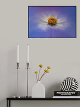Daydream Poster och Canvastavla