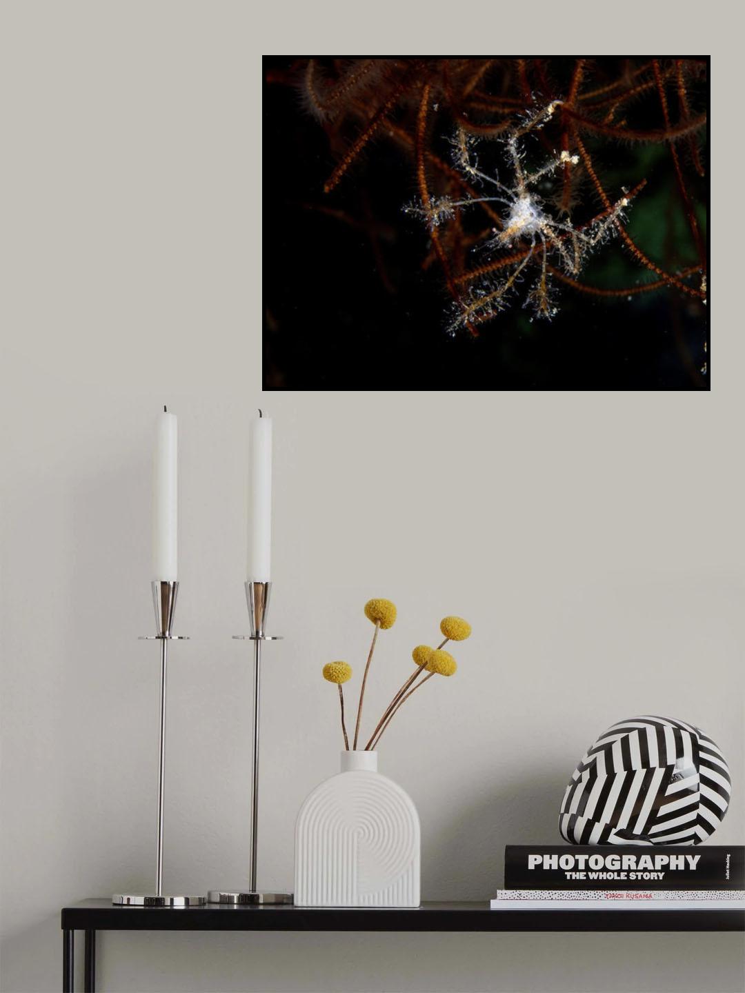 Spider Crab Poster och Canvastavla