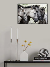 Four Konik Horses Poster och Canvastavla