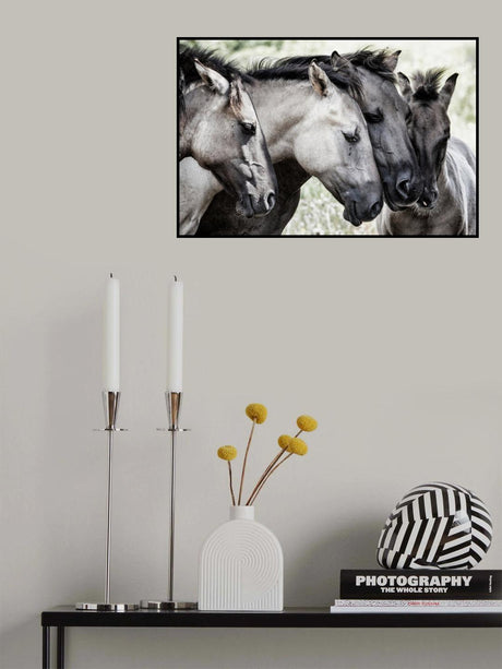 Four Konik Horses Poster och Canvastavla