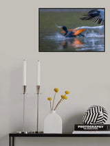 Pelicon &amp; Cormorant Poster och Canvastavla