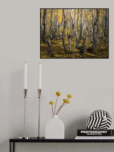 Crooked Aspen Poster och Canvastavla