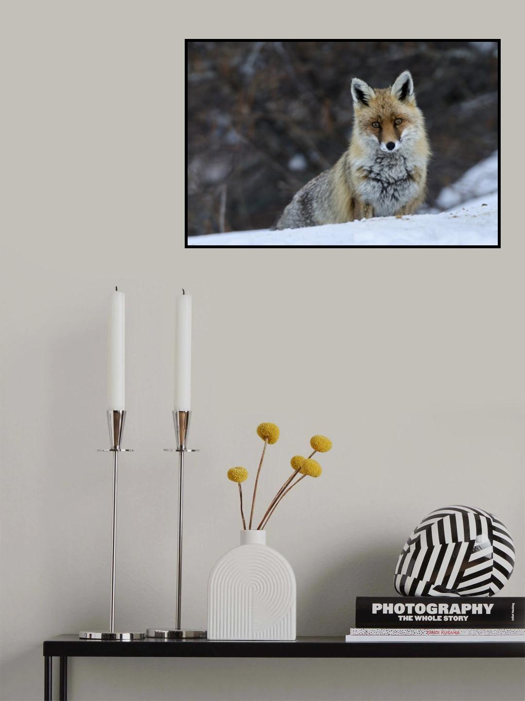 Fox in winter Poster och Canvastavla