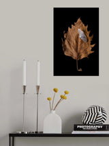 Autumn moth Poster och Canvastavla