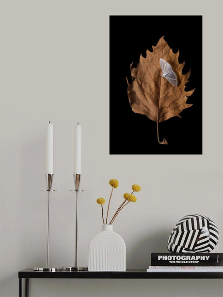 Autumn moth Poster och Canvastavla