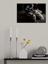 Sheep shearing Poster och Canvastavla