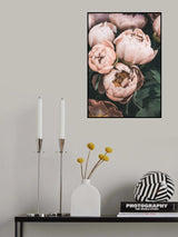 Coral Peonies Poster och Canvastavla