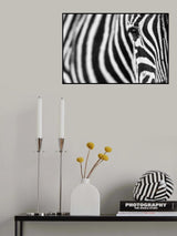 Zebra stripes Poster och Canvastavla