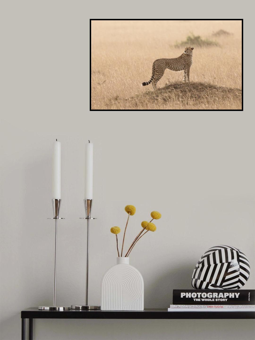 Cheetah Poster och Canvastavla