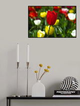 colorful tulips Poster och Canvastavla