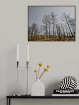 burnt trees and sky background Poster och Canvastavla