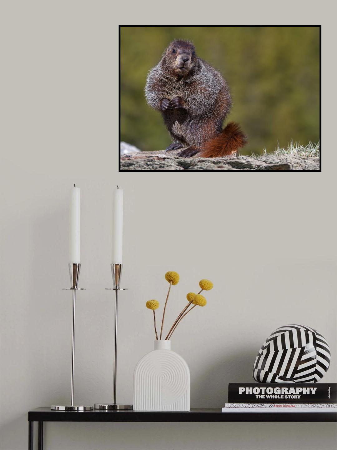 Woodchuck, Marmota monax Poster och Canvastavla
