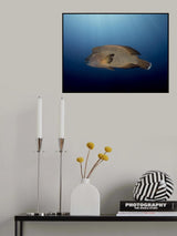 Humphead Wrasse Poster och Canvastavla