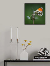She loves me she loves me not Poster och Canvastavla