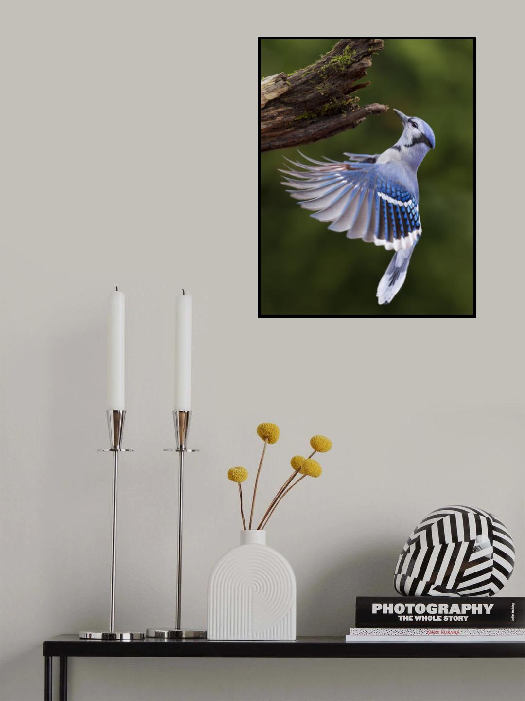 Blue Jay in Flight Poster och Canvastavla