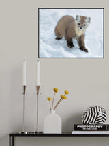 Curious Poster och Canvastavla