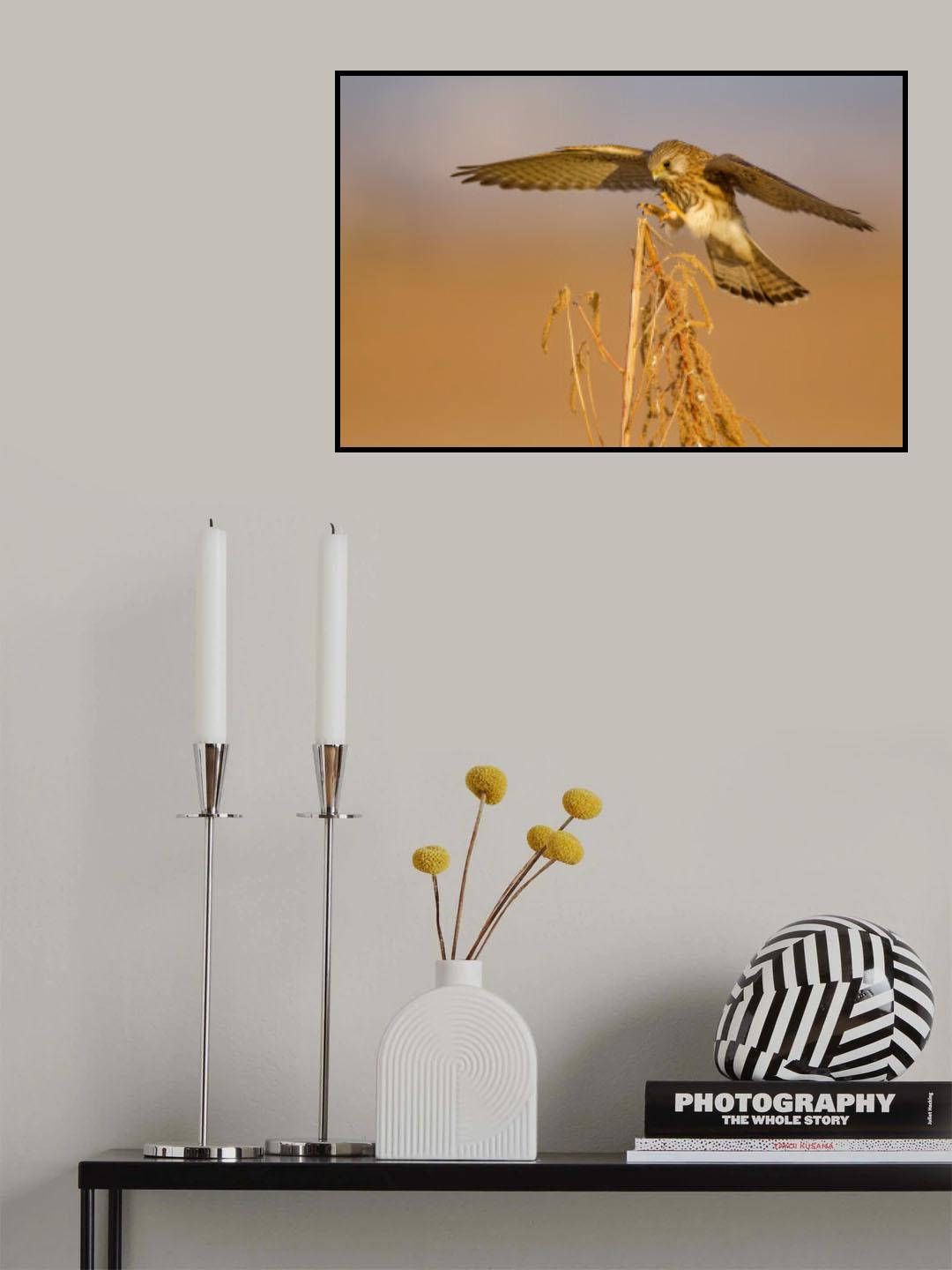Common kestrel Poster och Canvastavla