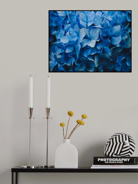 hydrangea Poster och Canvastavla
