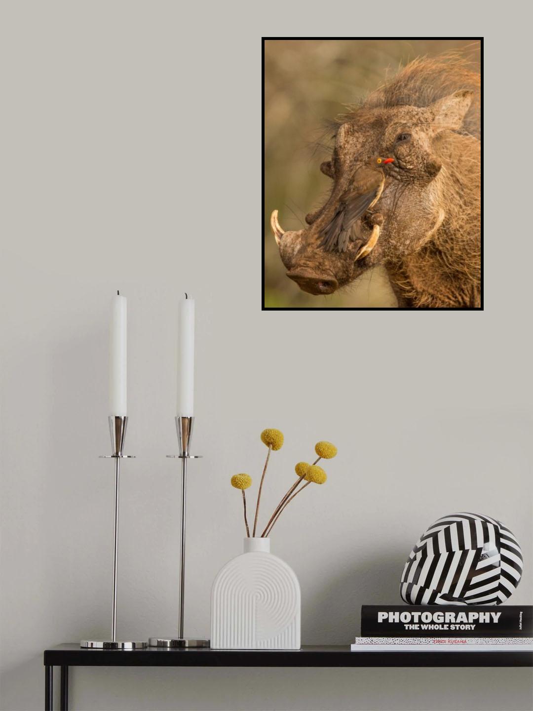 Groovy hog Poster och Canvastavla