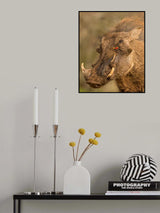 Groovy hog Poster och Canvastavla
