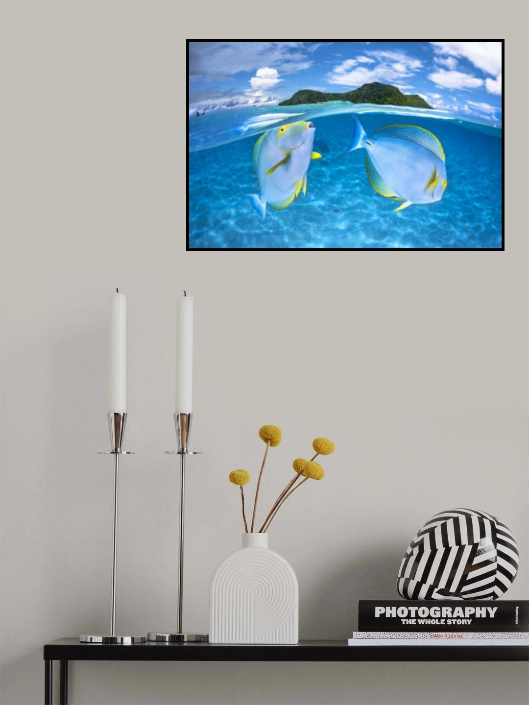 Dussumier's surgeonfish Poster och Canvastavla