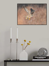 Fast flying falcon in the bliazard Poster och Canvastavla