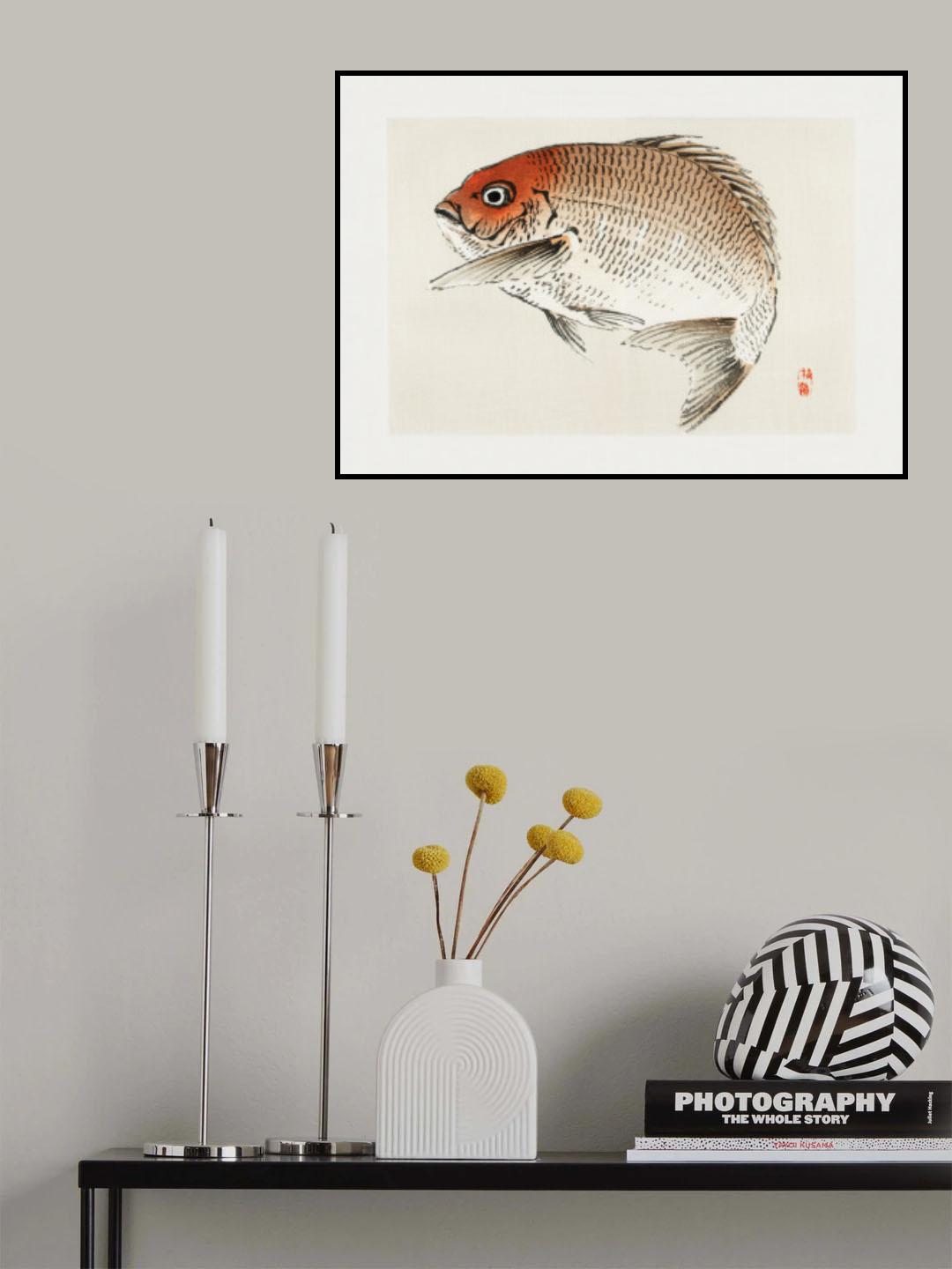 Tai (red Seabream) Fish Poster och Canvastavla