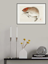 Tai (red Seabream) Fish Poster och Canvastavla