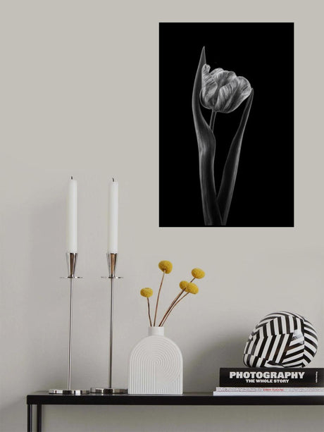 Rembrandt tulip Poster och Canvastavla