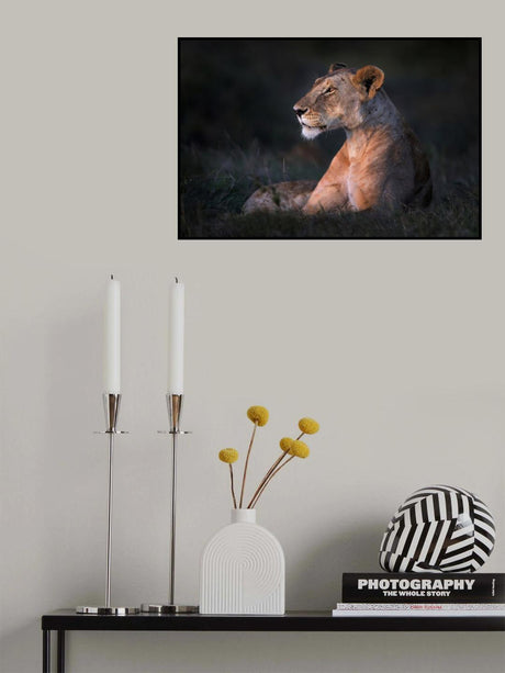 Lone lioness Poster och Canvastavla