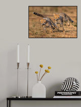 Playful cheetah cubs Poster och Canvastavla