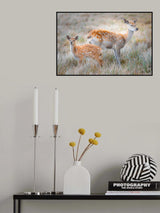 Sika deer Poster och Canvastavla