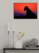 Lioness silhouette Poster och Canvastavla