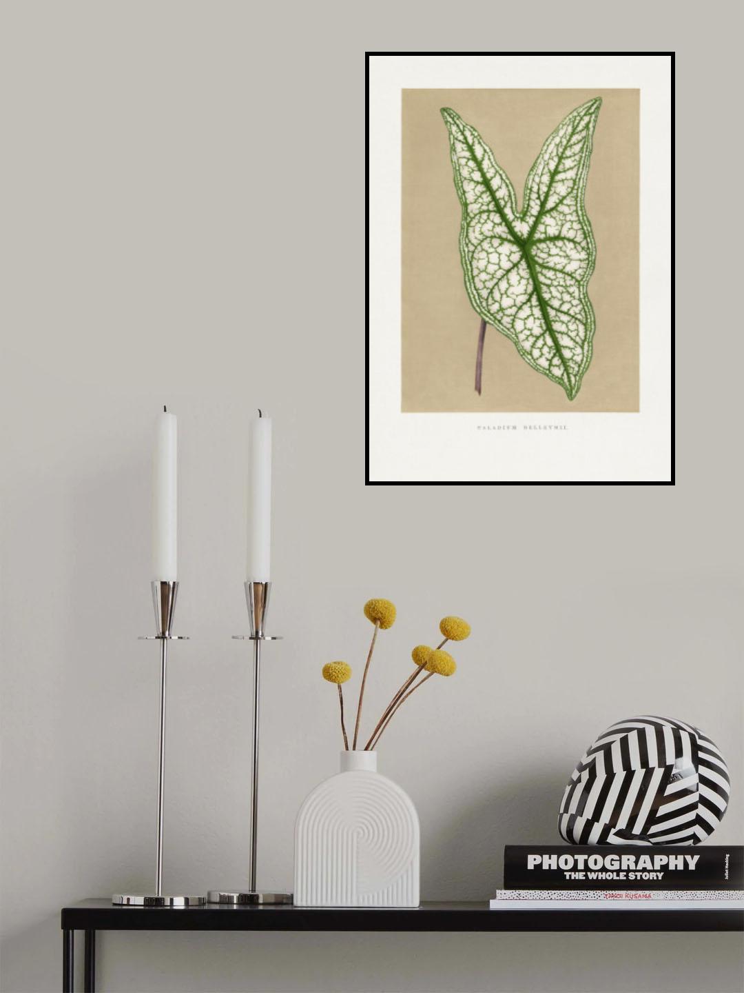 Green Caladium Belleymii Leaf Illustration Poster och Canvastavla