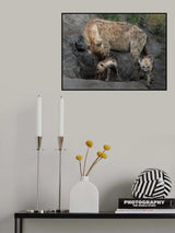 Hyena Family Poster och Canvastavla