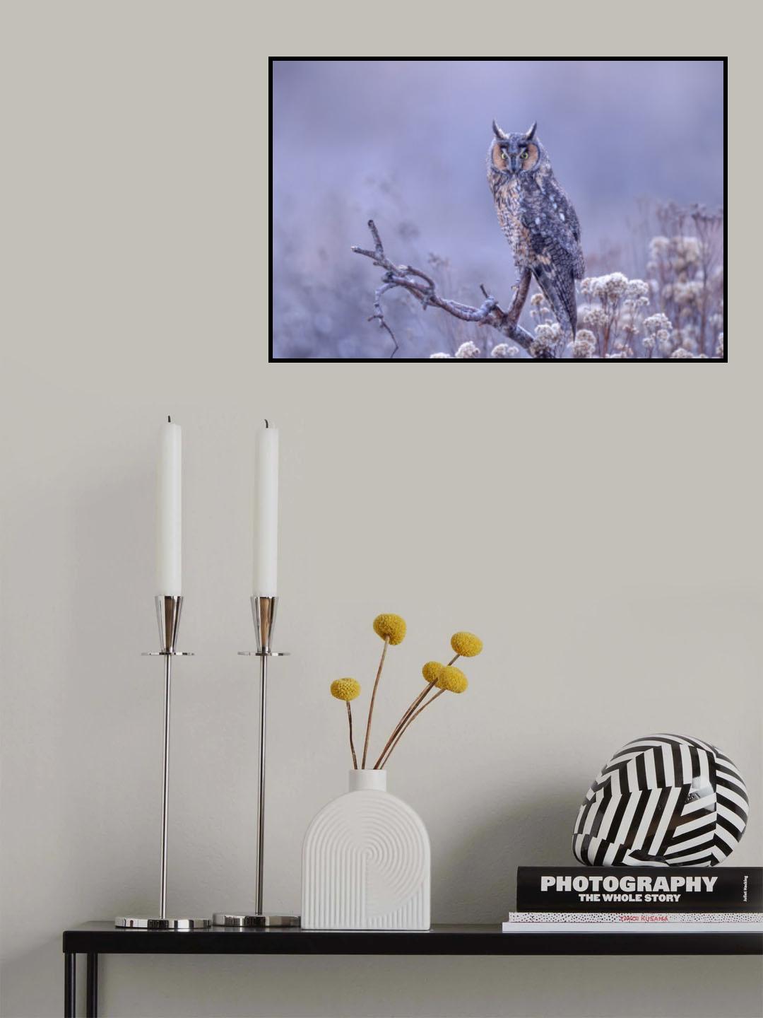 Long-eared owl Poster och Canvastavla